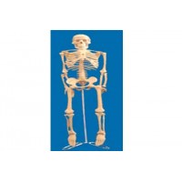 ESQUELETO 0,85CM TGD-0112 ANATOMIC